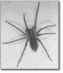 spiders, Flower spiders, Cellar spiders and