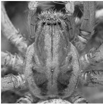 The jury is still out on the Hobo Spider.