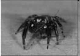 Jumping Spider & Trapdoor Spider Acari Mites are