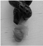 Slug-a-Bilia Slug Rapture Slug factoids
