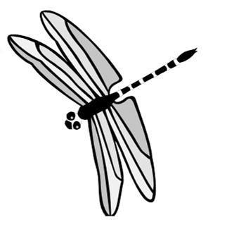 Arthropod Structure Arthropoda means jointed legs and is the family which
