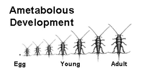 Ametabolous Development Juveniles resemble adults, except that they are