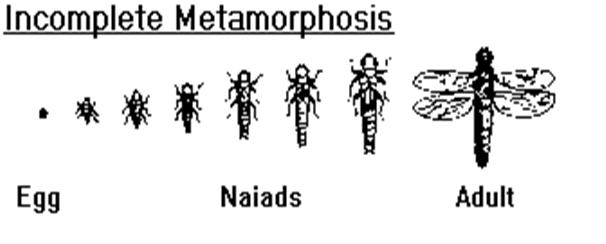 Incomplete Metamorphosis Complete Metamorphosis (Holometabolous) One of Nature s best tricks.