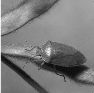 Hemiptera, Suborder Heteroptera Not All True Bugs Are Bad Heteroptera, Suborder Homoptera (Same