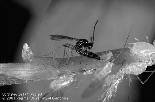 rule Parasitoid wasp