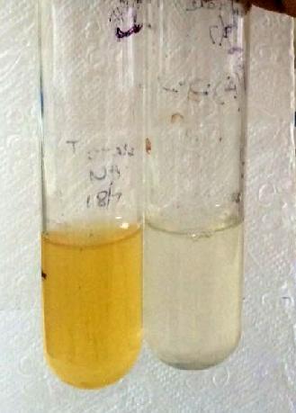 After Before Fig 1: Color change observed from transparent white to light brown color, indicating the formation of silver nanoparticles.