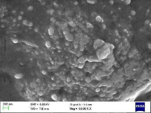 Fig 4: Images from scanning electron microscopy SEM characterization of synthesized silver Nanoparticles are shown in the figure 4.