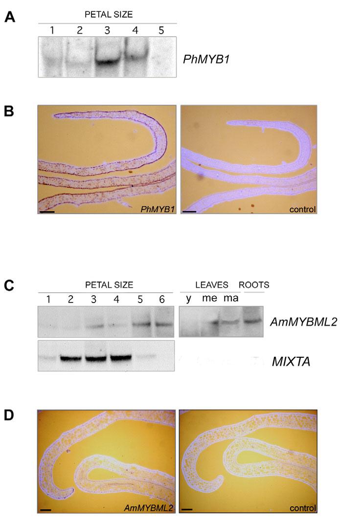 Control of cell and petal morphogenesis RESEARCH ARTICLE 1695 the expression of MIXTA. AmMYBML2 was expressed in leaves, particularly leaves undergoing expansion growth and mature leaves.