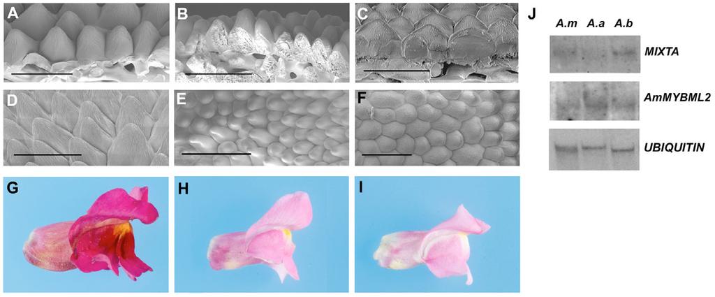 Control of cell and petal morphogenesis RESEARCH ARTICLE 1699 Fig. 10.