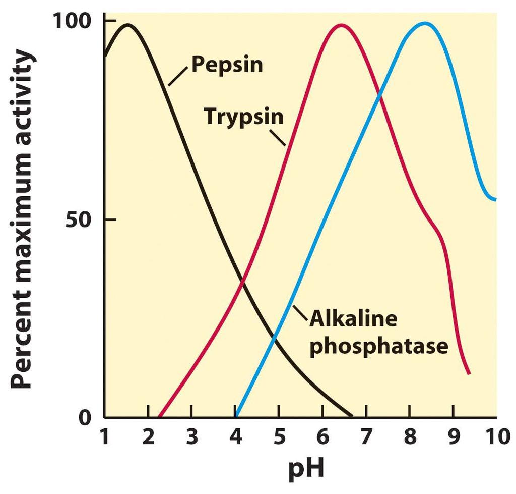 Proteins contain amino acids that have acidic and basic groups as part of their sidechains, and consequently, [H + ] concentration strongly influences state