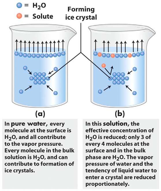 Water is a polar solvent and when polar solutes are present in solution, they affect the