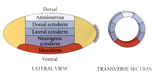 Pole cells Yolk inside Endoderm In cross section:
