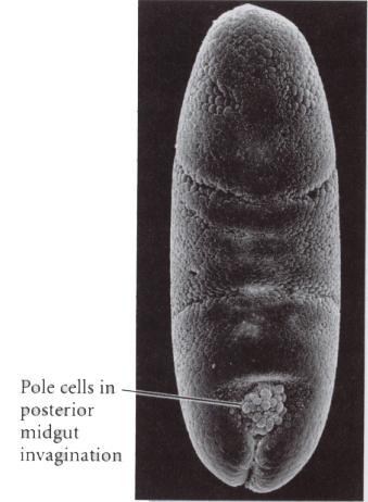 Pole cells are internalized at the posterior end with the endoderm.