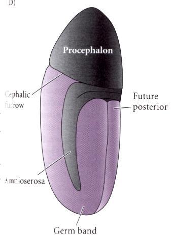 4. On surface of embryo, ectodermal and mesodermal cells extend, and migrate toward one-another in the ventral midline