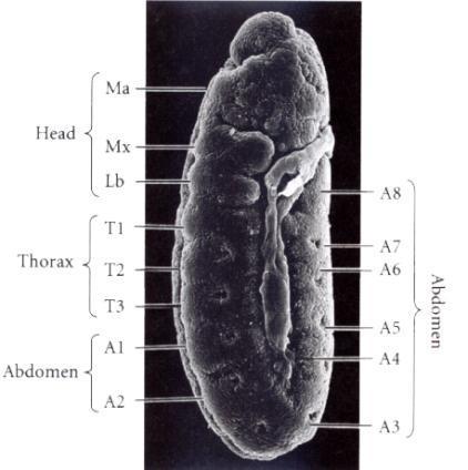 5. As the germ band matures, segmentation begins to develop too. The entire embryo is still encased in an egg case.