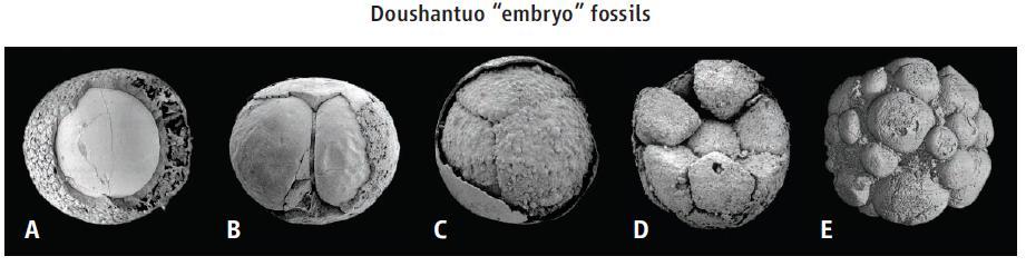 In1998 fossilized animal embryos were reported from the early Ediacaran age Doushantuo Formation of South China (approximately 600 million + years old).