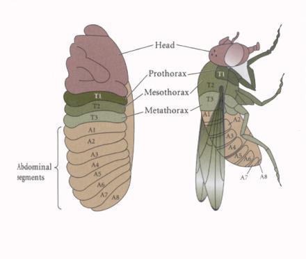 General body plan of adult Drosophilia is same as the embryo and larva: Distinct head and tail Intervening