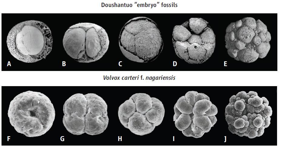 Although unquestionably eukaryotic, the fossils are not metazoan, or even properly