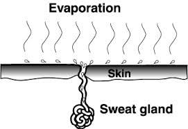 Cooling effect of evaporation Why does the evaporation of sweat cool you down?