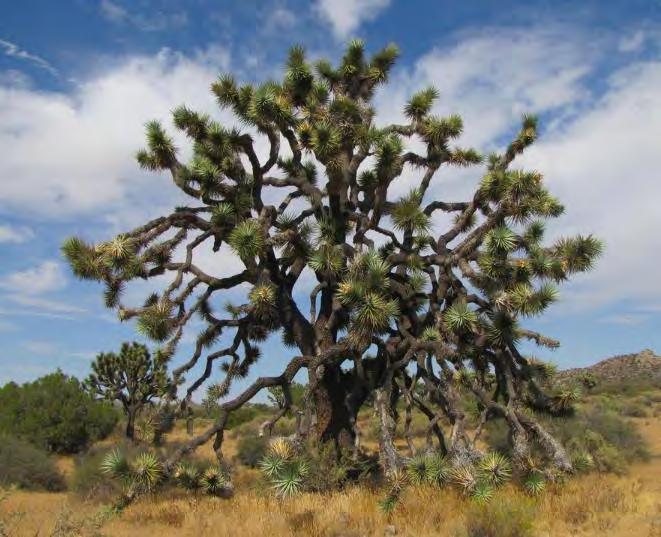 Joshua tree threats: 1) Climate change 2) Wildfire (invasive grasses) The areas identified as