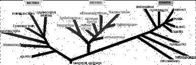 Archaea: Discovery Archaea: rrna sequences used to classify cell types Ribosomal RNA (eg.