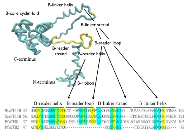 finger/b-reader, and linker/b-linker, and interacts with Pol II (39-42). The B-ribbon contains a zinc ion and interacts with the dock domain of Pol II (39-42).