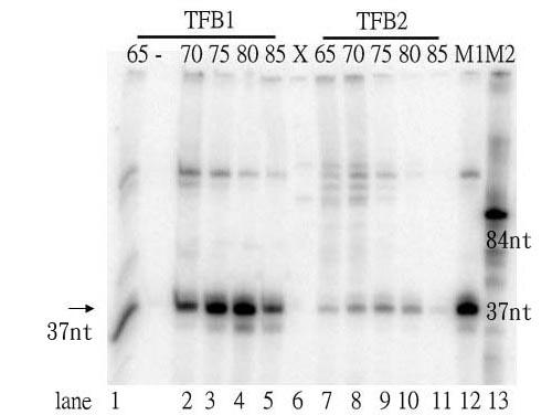 A. B. Figure 5. Transcription activity of a non-temperature dependent promoter, Pf1602, using TFB1 or TFB2 in different temperatures.