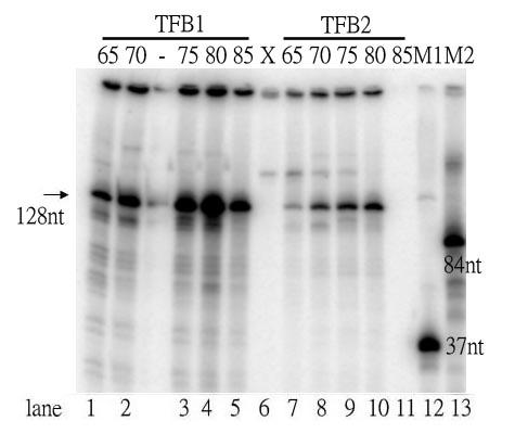 A. B. Figure 7. Transcription activity of a heat-shock relative promoter, Pf1616, using TFB1 or TFB2 in different temperatures.
