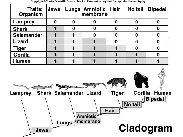 Trees and classifications can be based on estimates of evolutionary relatedness. The modern method bases estimates on shared derived characteristics (synapomorphies).