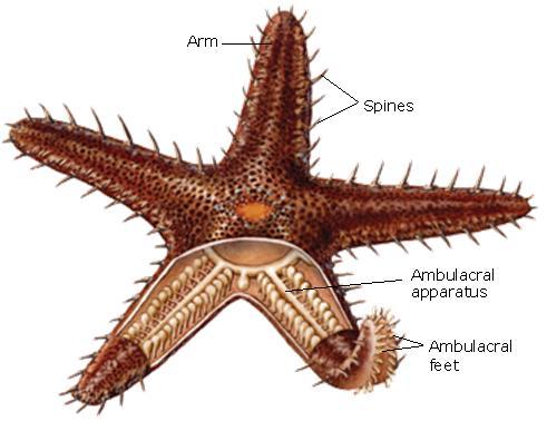 6. Echinoderms a) Habitat All the animals included in this group are aquatic and marines. live on the sea bed, some fixed to substrate and others move slowly about.