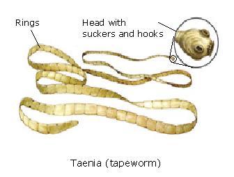 3. Worms This group includes several phyla: Annelids, Nematodes and Platyhelminthes.