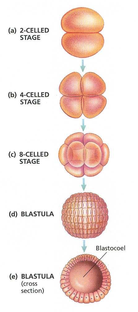 Gastrulation an area of the blastula begins to collapse inward. Blastopore infolded region of the blastula.