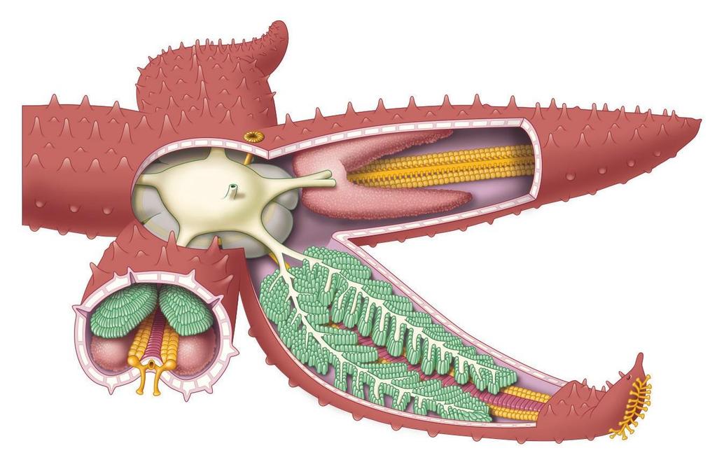 upper stomach anus lower stomach spine gonad