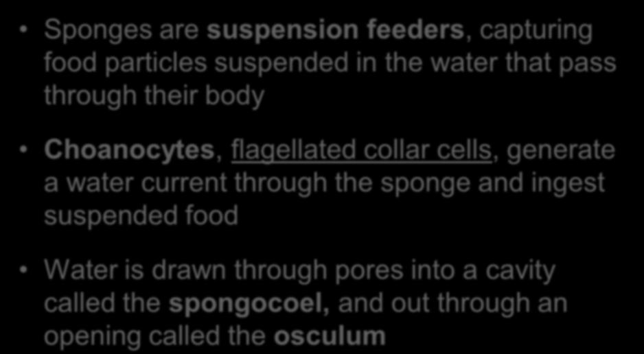 Sponges are suspension feeders, capturing food particles suspended in the water that pass through their body Choanocytes, flagellated collar cells, generate a water