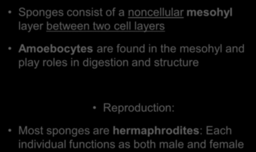Sponges consist of a noncellular mesohyl layer between two cell layers Amoebocytes are found in the mesohyl and play roles