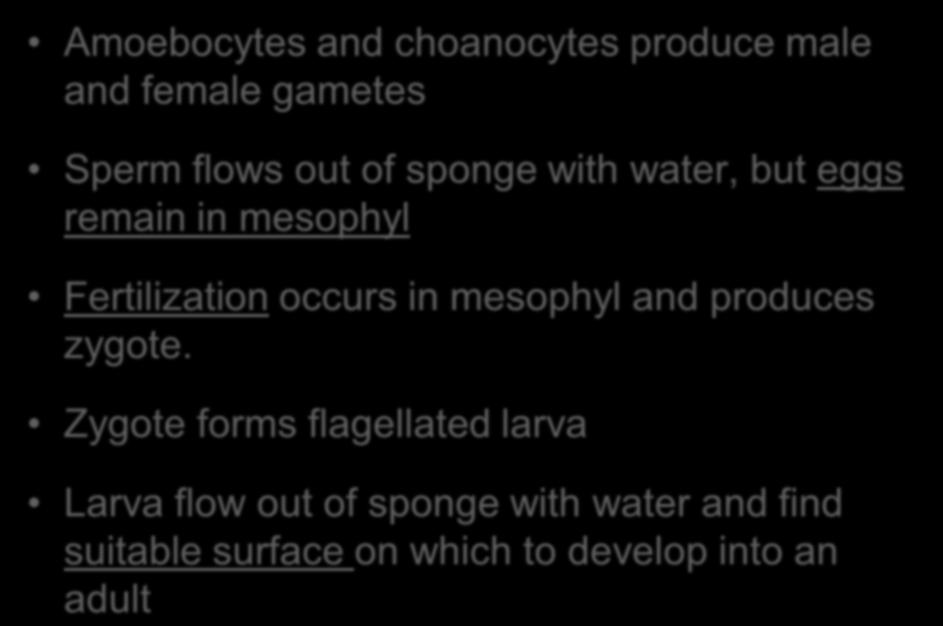 Amoebocytes and choanocytes produce male and female gametes Sperm flows out of sponge with water, but eggs remain in mesophyl Fertilization occurs in