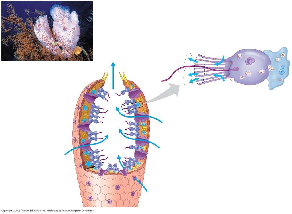 Fig. 33-4 Anatomy of a sponge Choanocyte Osculum Flagellum Collar Food in mucusparticles Choanocyte Azure vase sponge