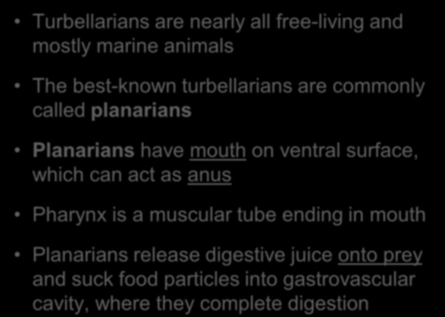 Class Turbellaria Turbellarians are nearly all free-living and mostly marine animals The best-known turbellarians are commonly called planarians Planarians have mouth on ventral surface,