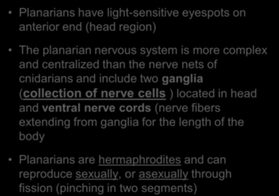 Planarians have light-sensitive eyespots on anterior end (head region) The planarian nervous system is more complex and centralized than the nerve nets of cnidarians and include two ganglia