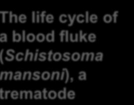 Schistosoma ansoni), a rematode Human