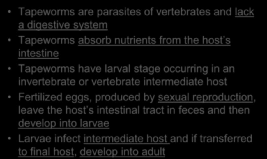 Class Cestoda (tapeworms) Tapeworms are parasites of vertebrates and lack a digestive system Tapeworms absorb nutrients from the host s intestine Tapeworms have larval stage occurring in an