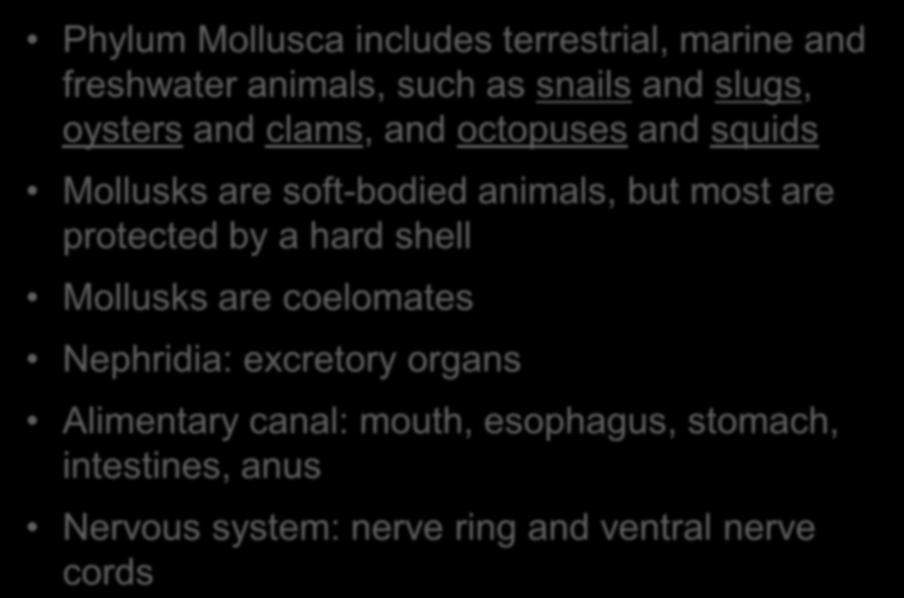 Phylum Mollusca (mollusks) Phylum Mollusca includes terrestrial, marine and freshwater animals, such as snails and slugs, oysters and clams, and octopuses and squids Mollusks are soft-bodied animals,