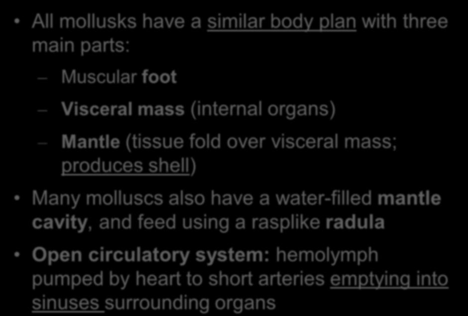All mollusks have a similar body plan with three main parts: Muscular foot Visceral mass (internal organs) Mantle (tissue fold over visceral mass; produces shell) Many molluscs