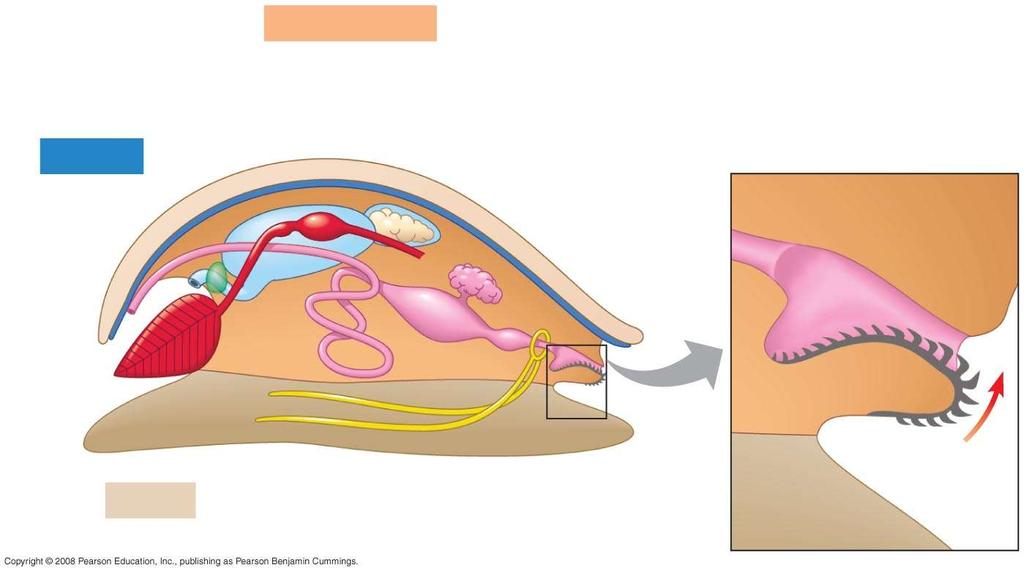 Nephridium Visceral mass Heart Mantle Coelom Gonads Intestine Mantle cavity Anus Stomach Shell Radula Mouth Gill Foot Nerve cords