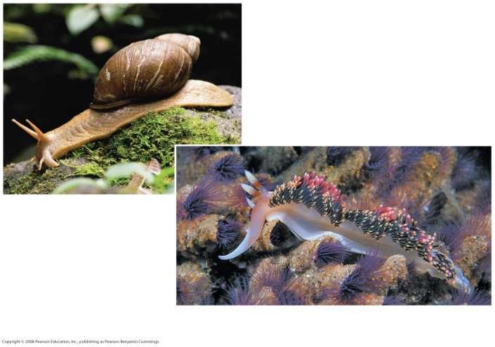 Class Gastropoda About three-quarters of all living species of