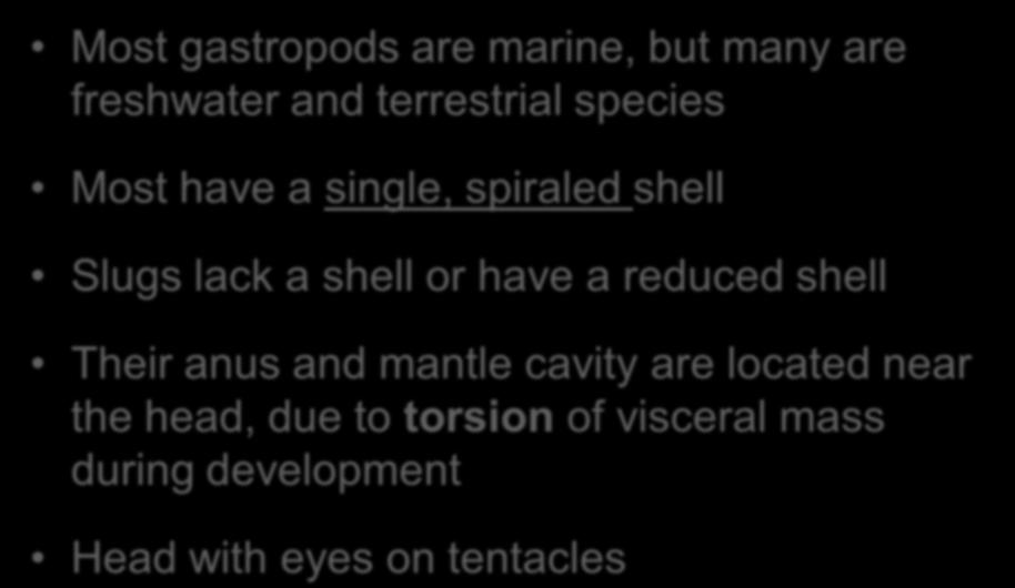 Most gastropods are marine, but many are freshwater and terrestrial species Most have a single, spiraled shell Slugs lack a shell or have a