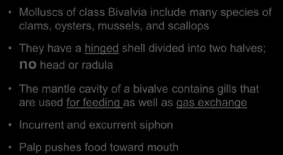 Class Bivalvia Molluscs of class Bivalvia include many species of clams, oysters, mussels, and scallops They have a hinged shell divided into two halves; no head or