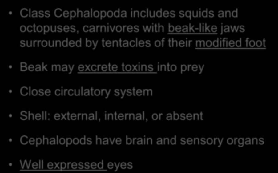 Class Cephalopoda Class Cephalopoda includes squids and octopuses, carnivores with beak-like jaws surrounded by tentacles of their modified foot Beak