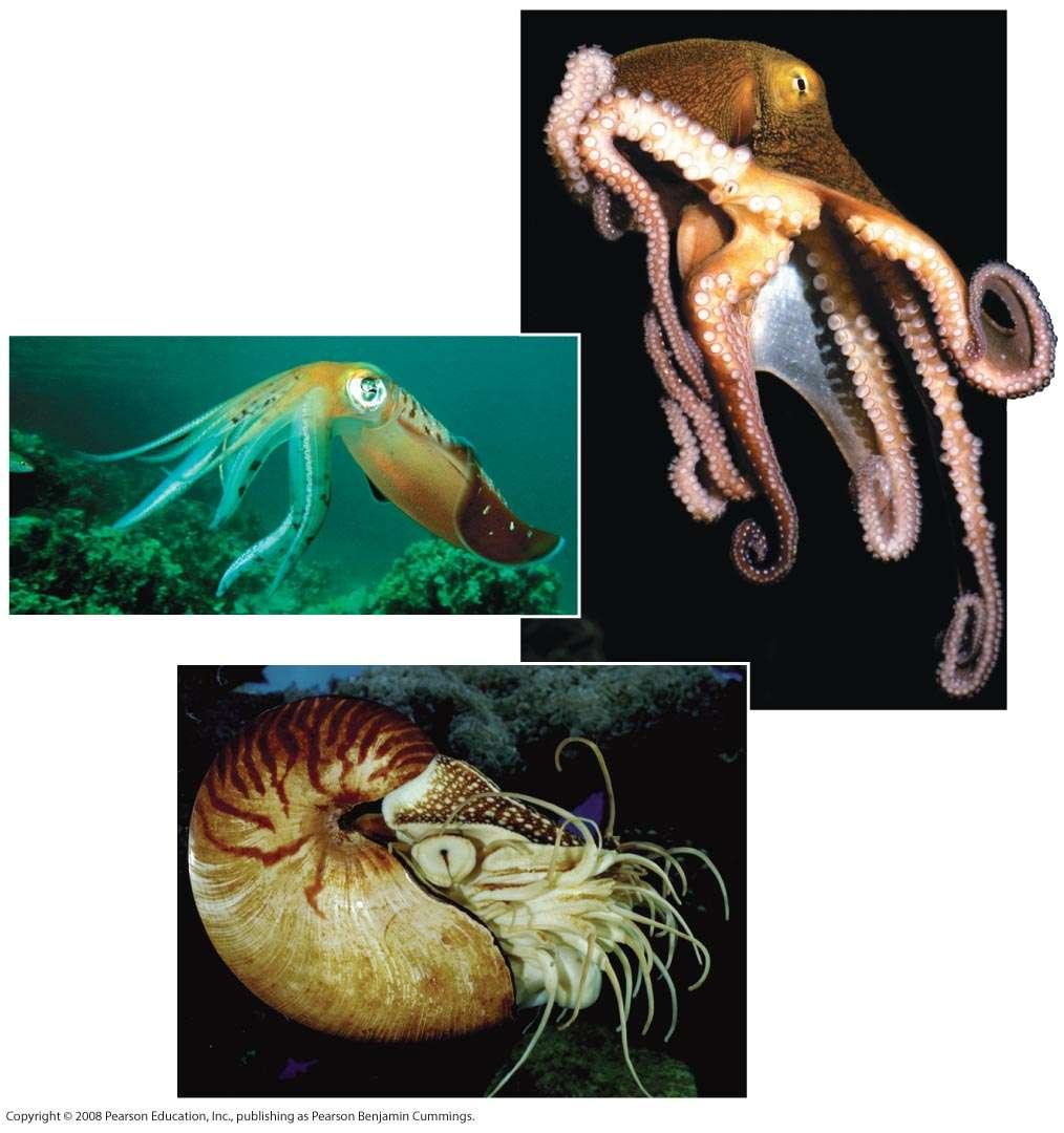 Fig. 33-21 Octopus Squid Squids