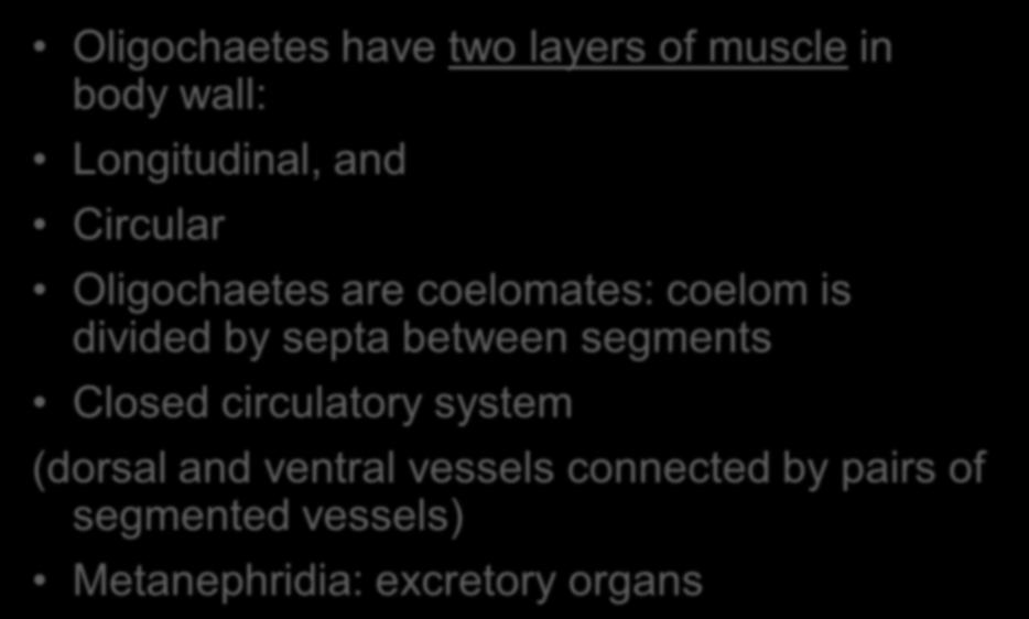 Class Oligochaeta Oligochaetes have two layers of muscle in body wall: Longitudinal, and Circular Oligochaetes are coelomates: coelom is divided by